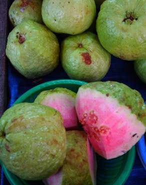 Fotografia 16 da espécie Psidium guajava no Jardim Botânico UTAD