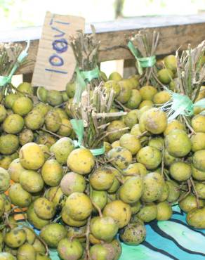 Fotografia 17 da espécie Psidium guajava no Jardim Botânico UTAD