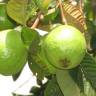 Fotografia 18 da espécie Psidium guajava do Jardim Botânico UTAD