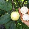 Fotografia 19 da espécie Psidium guajava do Jardim Botânico UTAD