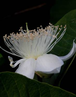 Fotografia 21 da espécie Psidium guajava no Jardim Botânico UTAD