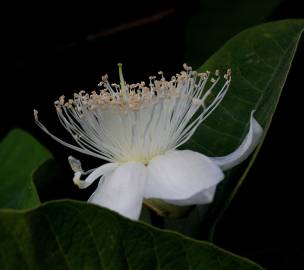 Fotografia da espécie Psidium guajava