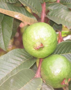 Fotografia 22 da espécie Psidium guajava no Jardim Botânico UTAD