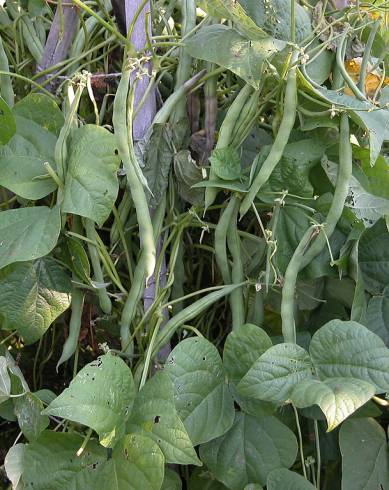 Fotografia de capa Phaseolus vulgaris - do Jardim Botânico