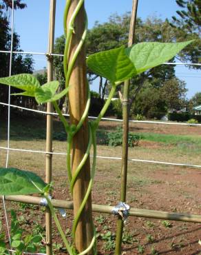 Fotografia 5 da espécie Phaseolus vulgaris no Jardim Botânico UTAD