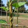 Fotografia 5 da espécie Phaseolus vulgaris do Jardim Botânico UTAD