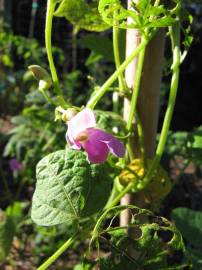 Fotografia da espécie Phaseolus vulgaris