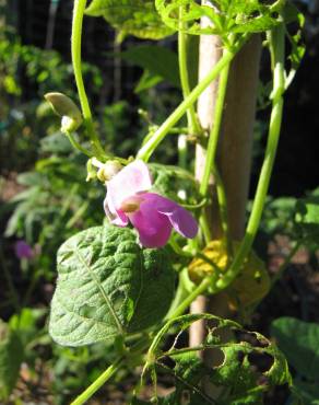 Fotografia 6 da espécie Phaseolus vulgaris no Jardim Botânico UTAD