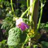 Fotografia 6 da espécie Phaseolus vulgaris do Jardim Botânico UTAD