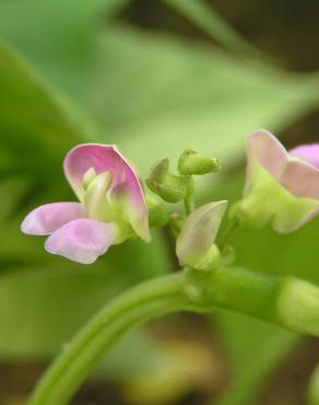 Fotografia 7 da espécie Phaseolus vulgaris no Jardim Botânico UTAD