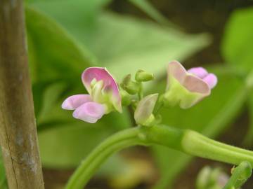 Fotografia da espécie Phaseolus vulgaris