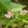 Fotografia 7 da espécie Phaseolus vulgaris do Jardim Botânico UTAD