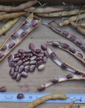 Fotografia 8 da espécie Phaseolus vulgaris no Jardim Botânico UTAD