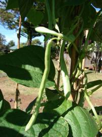 Fotografia da espécie Phaseolus vulgaris