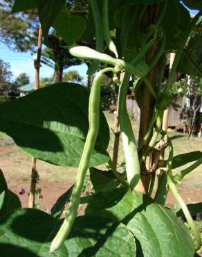 Fotografia 9 da espécie Phaseolus vulgaris no Jardim Botânico UTAD