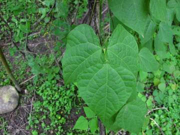 Fotografia da espécie Phaseolus vulgaris