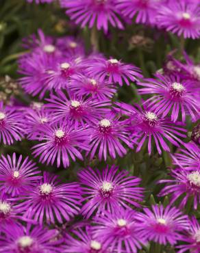 Fotografia 1 da espécie Lampranthus spectabilis no Jardim Botânico UTAD