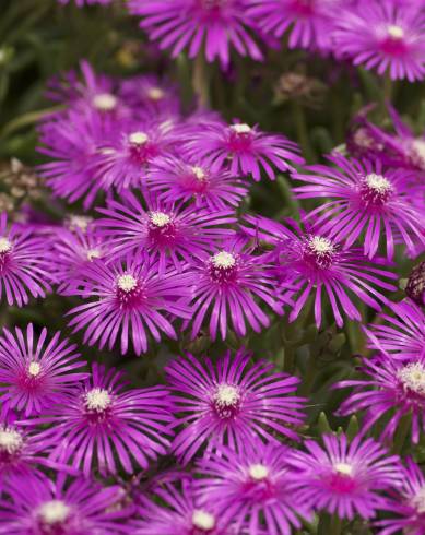 Fotografia de capa Lampranthus spectabilis - do Jardim Botânico