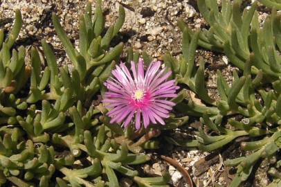 Fotografia da espécie Lampranthus spectabilis