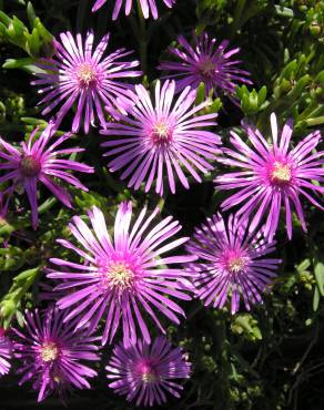 Fotografia 3 da espécie Lampranthus spectabilis no Jardim Botânico UTAD