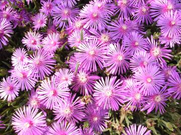 Fotografia da espécie Lampranthus spectabilis