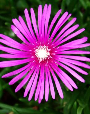 Fotografia 5 da espécie Lampranthus spectabilis no Jardim Botânico UTAD