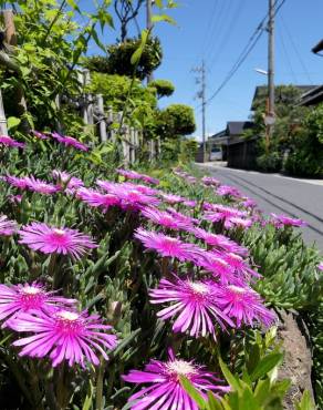 Fotografia 6 da espécie Lampranthus spectabilis no Jardim Botânico UTAD