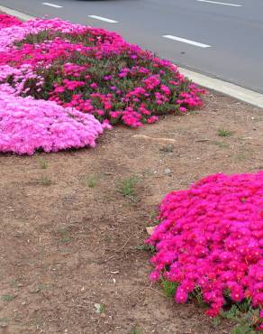 Fotografia 7 da espécie Lampranthus spectabilis no Jardim Botânico UTAD