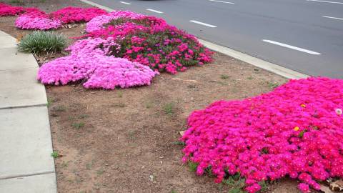 Fotografia da espécie Lampranthus spectabilis