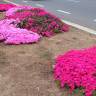 Fotografia 7 da espécie Lampranthus spectabilis do Jardim Botânico UTAD