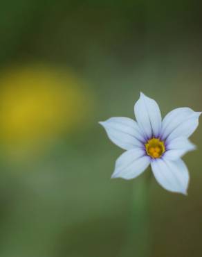 Fotografia 4 da espécie Sisyrinchium rosulatum no Jardim Botânico UTAD