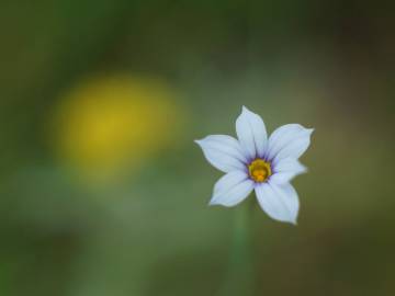 Fotografia da espécie Sisyrinchium rosulatum