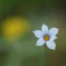 Fotografia 4 da espécie Sisyrinchium rosulatum do Jardim Botânico UTAD