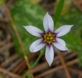 Fotografia da espécie Sisyrinchium rosulatum