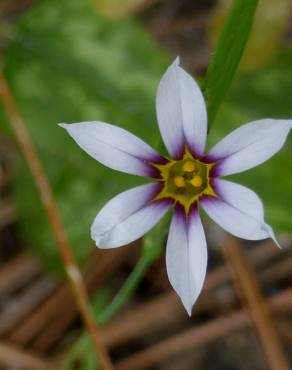 Fotografia 5 da espécie Sisyrinchium rosulatum no Jardim Botânico UTAD