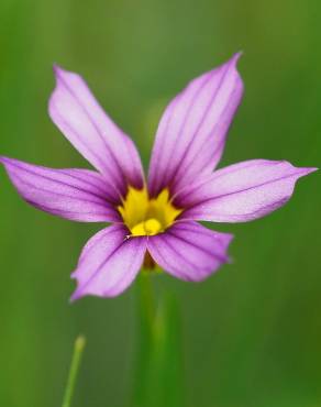 Fotografia 6 da espécie Sisyrinchium rosulatum no Jardim Botânico UTAD