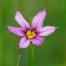 Fotografia 6 da espécie Sisyrinchium rosulatum do Jardim Botânico UTAD