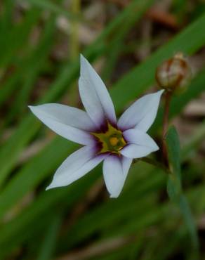 Fotografia 7 da espécie Sisyrinchium rosulatum no Jardim Botânico UTAD