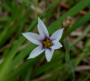 Fotografia da espécie Sisyrinchium rosulatum