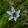Fotografia 7 da espécie Sisyrinchium rosulatum do Jardim Botânico UTAD