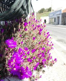 Fotografia da espécie Lampranthus spectabilis