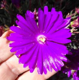 Fotografia da espécie Lampranthus spectabilis