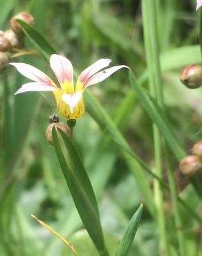 Fotografia 10 da espécie Sisyrinchium rosulatum no Jardim Botânico UTAD