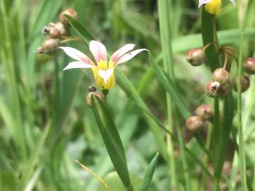 Fotografia da espécie Sisyrinchium rosulatum