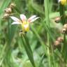 Fotografia 10 da espécie Sisyrinchium rosulatum do Jardim Botânico UTAD
