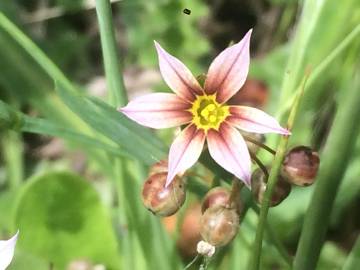 Fotografia da espécie Sisyrinchium rosulatum