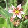 Fotografia 1 da espécie Sisyrinchium rosulatum do Jardim Botânico UTAD