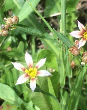 Fotografia 11 da espécie Sisyrinchium rosulatum no Jardim Botânico UTAD