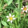 Fotografia 11 da espécie Sisyrinchium rosulatum do Jardim Botânico UTAD
