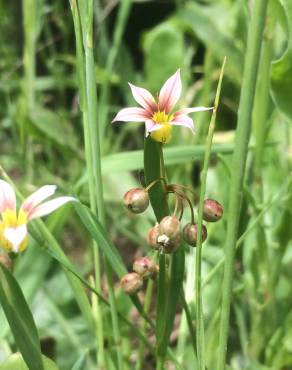 Fotografia 12 da espécie Sisyrinchium rosulatum no Jardim Botânico UTAD